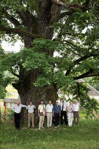 Найстарішим деревом Закарпаття офіційно визнано Дідо-Дуба, а історичним - ясен Масарика