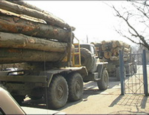 Закарпатські держекологи стверджують, що ДП "Мокрянське ЛМГ" добряче "нарубало дров"