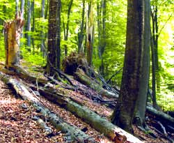 У закарпатського лісу є шанс: Єврокомісія боротиметься з імпортом нелегально вирубаних лісів