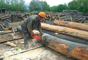 Держгірпромнагляд заборонив ведення лісозаготівельних робіт Свалявському лісогосподарству 