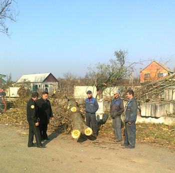 На Мукачівщині вздовж доріг обрізають дерева (ФОТО)