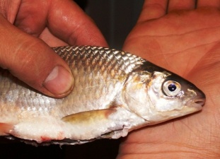 На Закарпатті виявили новий для України вид риби