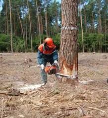 На  лісорозробних  підприємствах Закарпаття зафіксовано сім випадків виробничого травматизму
