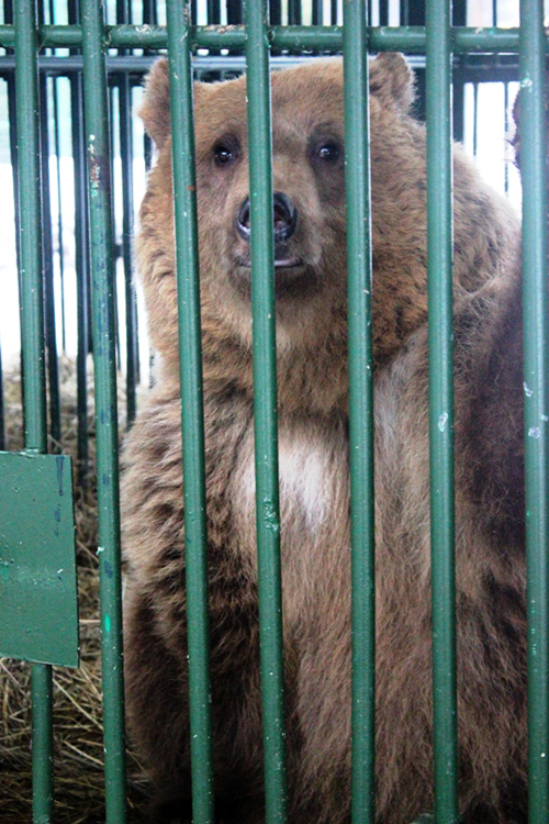До кінця  року 30 бурих ведмедів оселяться в закарпатському реабілітаційному центрі (ФОТО, ВІДЕО)
