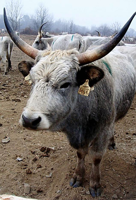 На Закарпаття з Угорщини завезли "морозостійку" породу сірих корів (ФОТО)