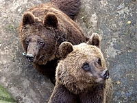 Двох ведмедів з Дніпропетровська не забрали на Закарпаття через старість (ФОТО)