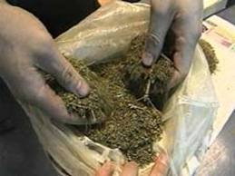 Житель Хустщини зберігав дома кілограм насіння канабісу
