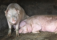 На Ужгородщині перевірили «свинські» господарства