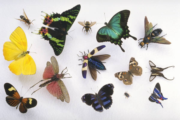 "Ужгородські ентомологічні читання" зібрали 69 науковців з різних країн світу