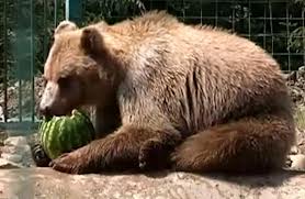 На Закарпатті презентують фільм про карпатських бурих ведмедів (ВІДЕО)