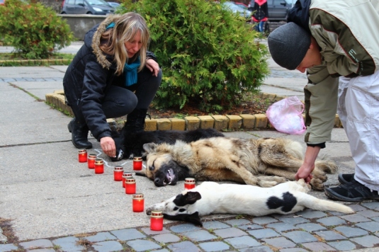 Під Ужгородську міську раду принесли трупи отруєних собак (ФОТО, ВІДЕО)