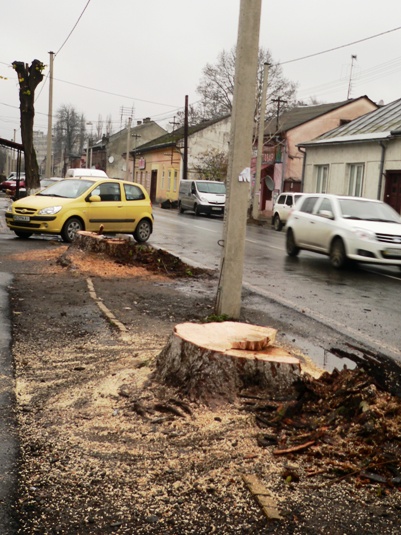 На Мукачівській і Швабській в Ужгороді дерев висадять менше, ніж було зрізано (ДОКУМЕНТ)