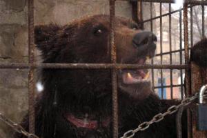 Луганський ведмідь приїде на Закарпаття машиною міністра