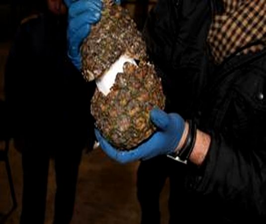 Українські митники затримали велику партію кокаїну, заховану в ананасах 