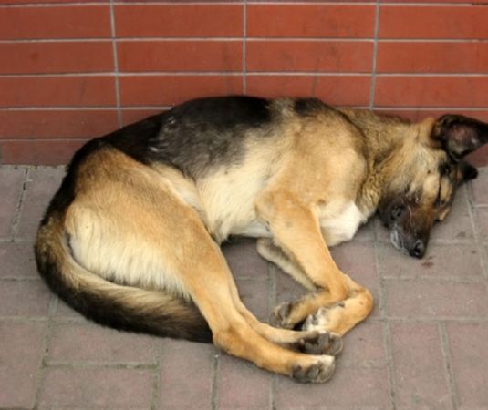 Суд у справі київських вбивць собак закінчився бійкою