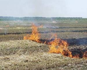 На Закарпатті через спалювання сухої трави вже сталося 23 пожежі