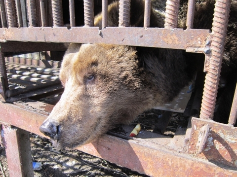 Голодуючу ведмедицю з Хмельниччини відправлять на Закарпаття в квітні (ФОТО, ВІДЕО)