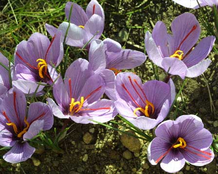 У Львові в закарпатки вилучили 1200 квіток шафрану на 14,5 тисяч гривень