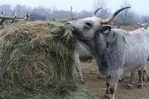 На Закарпатті вирощують угорських корів