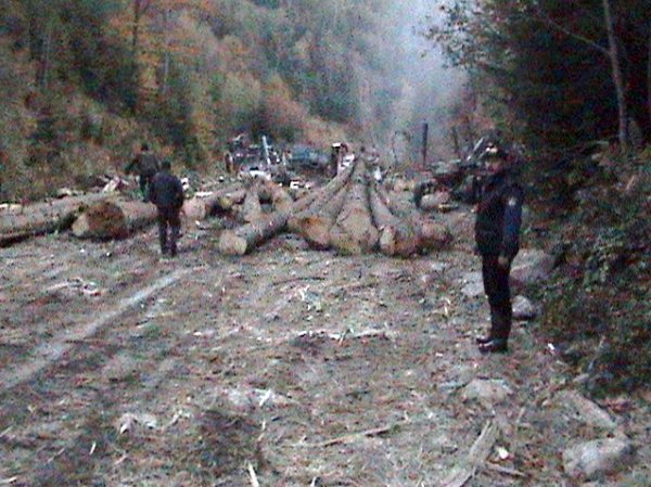 На Закарпатті за самовільну вирубку лісів порушено 14 кримінальних справ