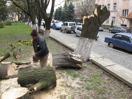 В Ужгороді від вітру впало півстолітнє дерево (ФОТО)