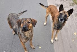 В Ужгороді на вирішення проблеми безпритульних собак виділять понад 1 млн. грн.