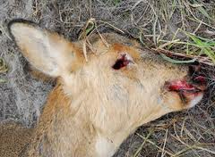 На Ужгородщині браконьєри застрелили козулю
