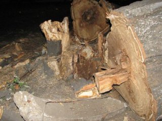 В Ужгороді ще одне старе дерево впало на проїжджу частину