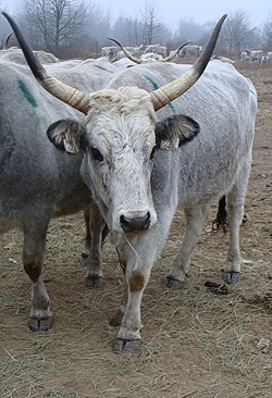 Сірі угорські корови, завезені на Закарпаття, не дають молока (ВІДЕО)