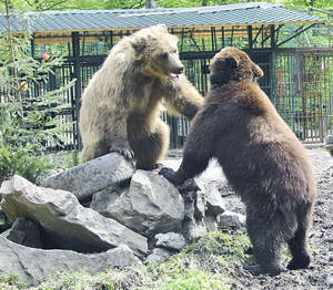 До реабілітаційного центру "Синевир" просять прийняти ще 18 ведмедів