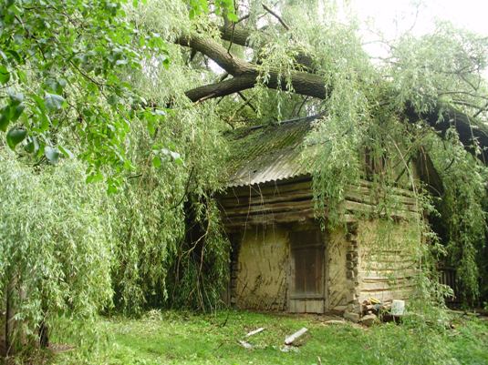 На Перечинщині 30-метрова верба впала на житловий будинок (ФОТО)