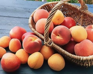 У найтеплішому куточку Закарпаття зріє рекордний урожай персиків (ВІДЕО)