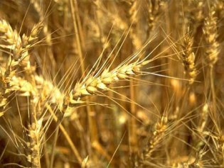 На Ужгородщині отримали надзвичайний урожай – 70 ц пшениці з гектару