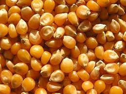 Цьогоріч на Закарпатті урожай кукурудзи буде мізерним — експерти
