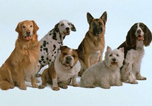 В Ужгороді відбудуться міжнародні виставки собак