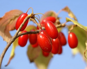 На Закарпатті збирають урожай диво-ягоди (ВІДЕО)