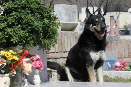 Собака сам знайшов могилу господаря і охороняє її вже 6-ий рік