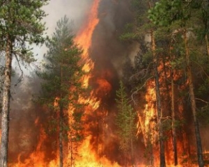 Збитки від пожеж на Закарпатті вже перевищили 5 млн грн