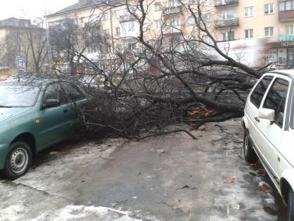 В Ужгороді дерево привалило три автомобіля (ФОТО, ВІДЕО)