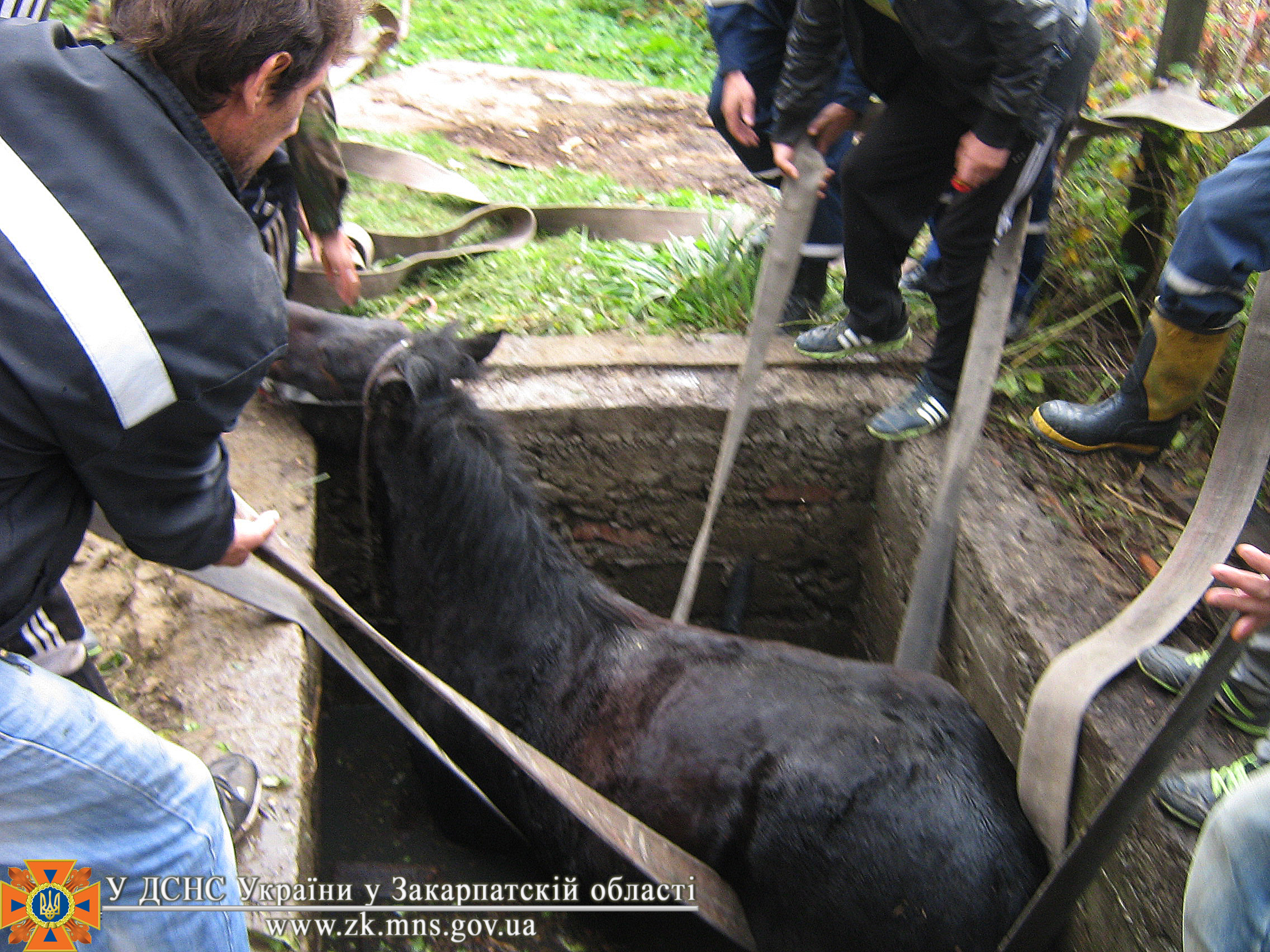 На Закарпатті рятували коня, що впав у каналізаційний люк (ФОТО)