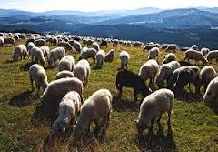 На всю Перечинщину зараз є всього 156 овець