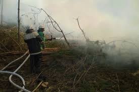 На Закарпатті згоріло 3 гектари лісової підстилки