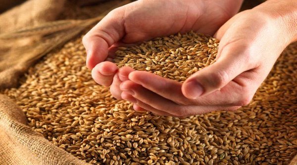 Цьогоріч на Закарпатті зернових зібрали на 7% більше, ніж торік