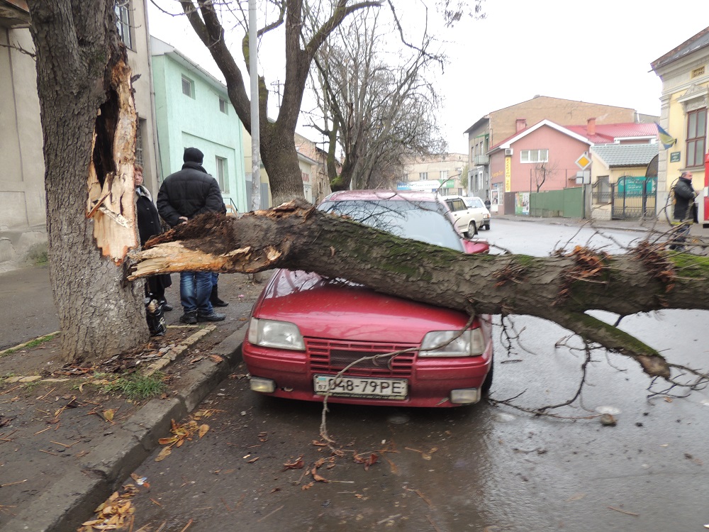 ФОТОФАКТ. На вулиці Другетів в Ужгороді дерево знову впало на машину