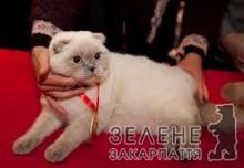 В Ужгороді розпочалася реєстрація на кошачий конкурс краси