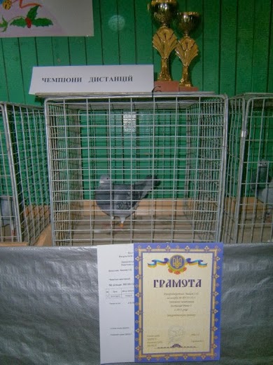 У Виноградові відбулася обласна виставка голубів (ФОТО)