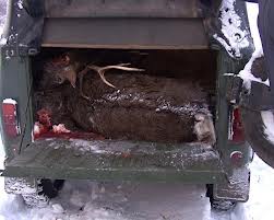 У Карпатському біосферному заповіднику браконьєри застрелили косулю 