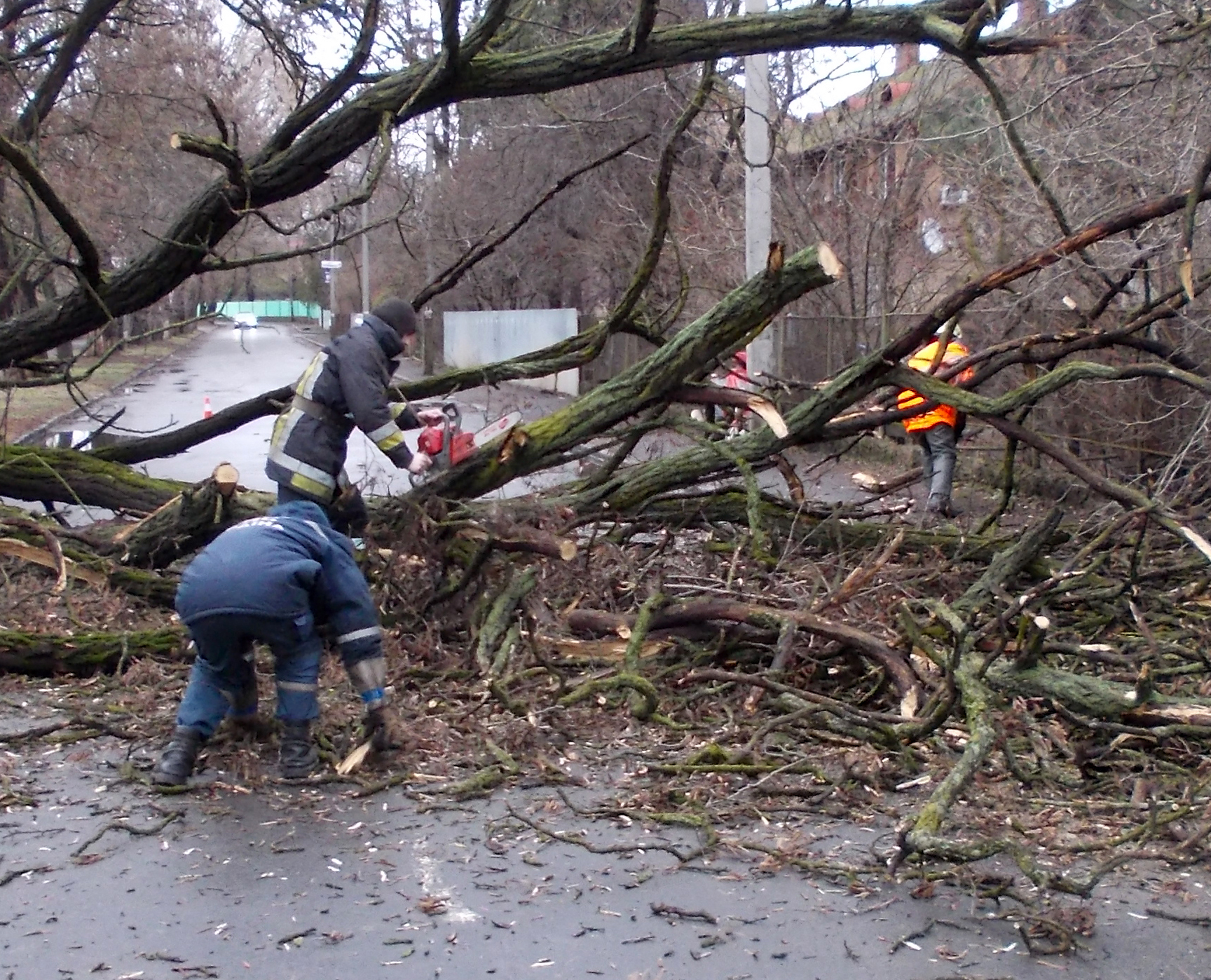 На Закарпатті рятувальники ліквідовували наслідки падіння дерев (ФОТО)