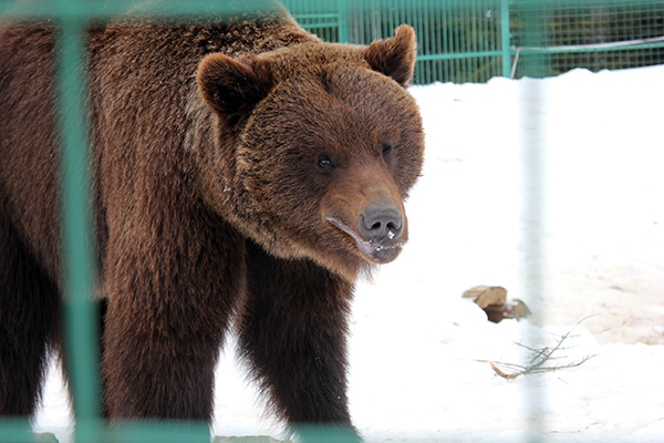 Міністр екології проінспектував синевирських ведмедів (ФОТО)