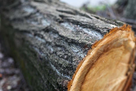У Хустському районі незаконо нарубали дерев на 120 тисяч гривень